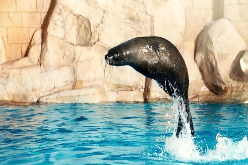 Sea Lion Point Dubai - 1 dia